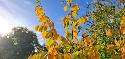Orange and red leaves on a tree against a blue key