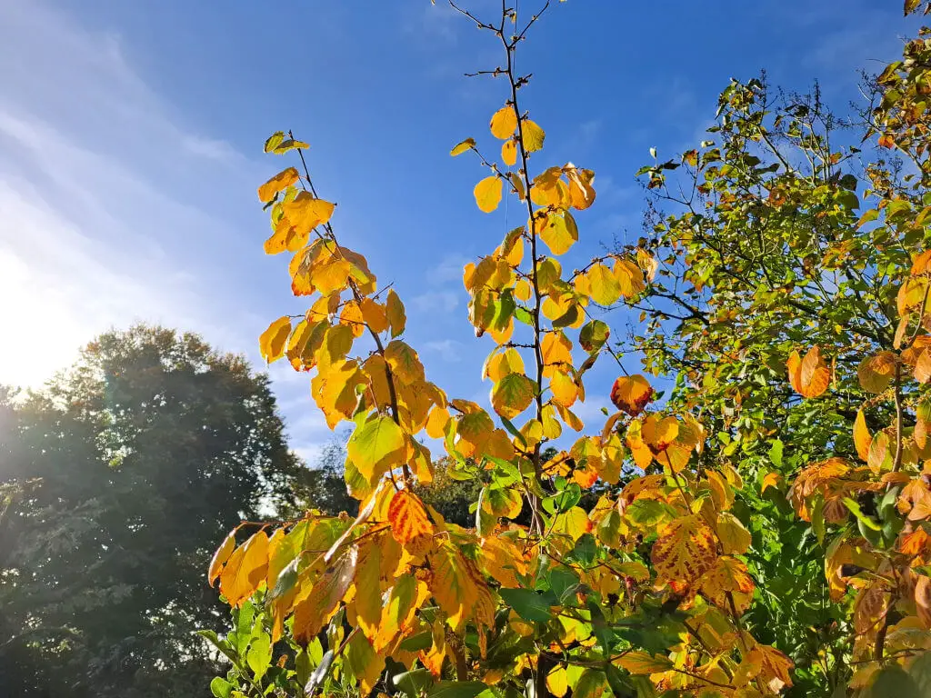Orange and red leaves on a tree against a blue key