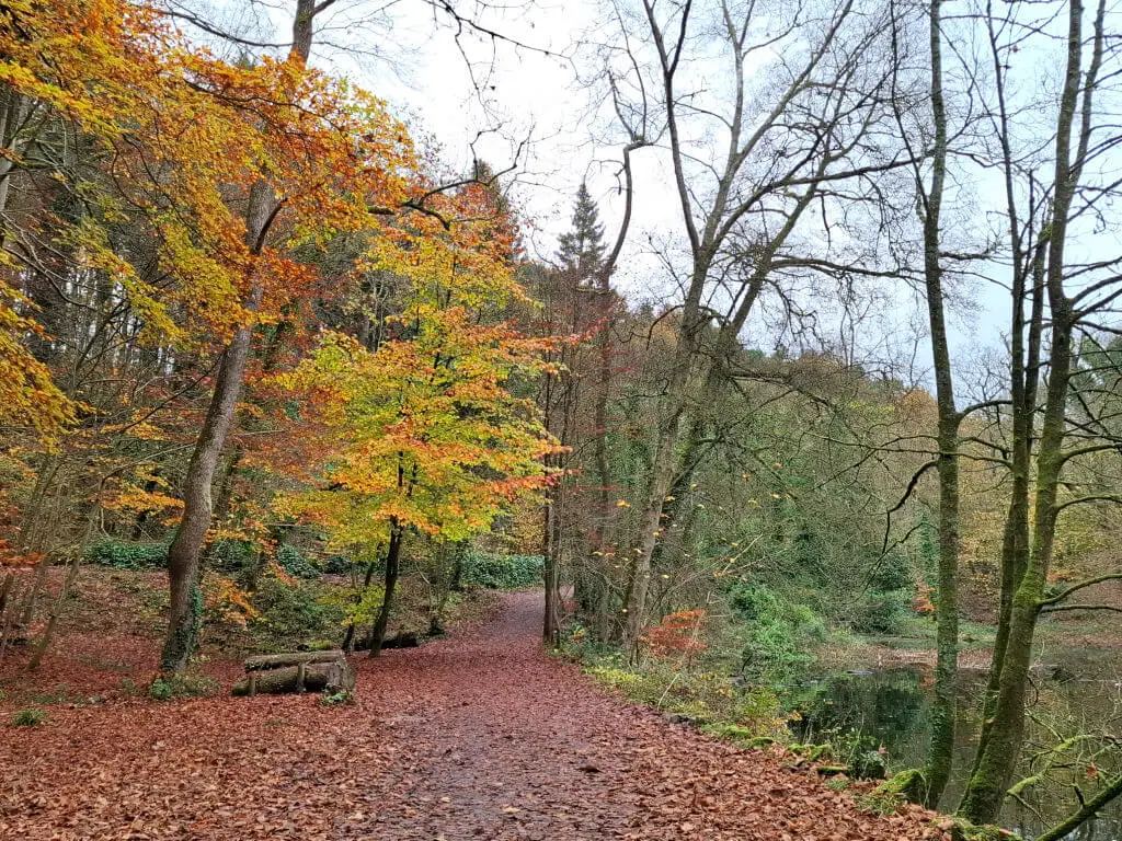 A woodland path covered in autumn leaves and bordered by trees with leaves in shades of yellow, green and red