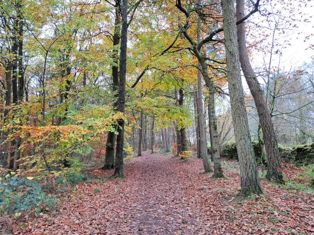 A woodland path covered in autumn leaves and bordered by trees with leaves in shades of yellow, green and red