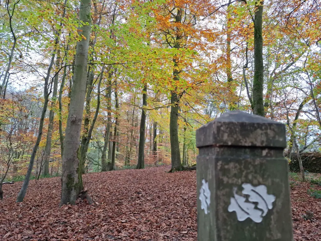 A woodland view of autumn leaves in shades of yellow, green and red. A slightly out of focus woodland sign post is in the bottom right hand corner