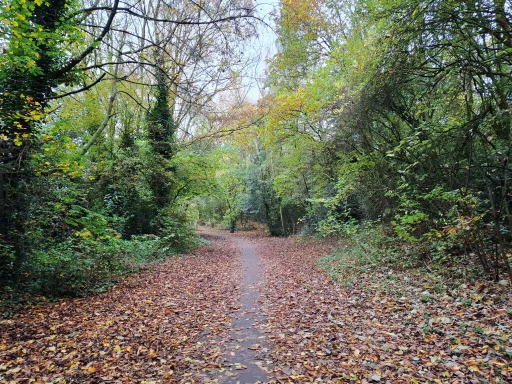 A woodland path covered in autumn leaves