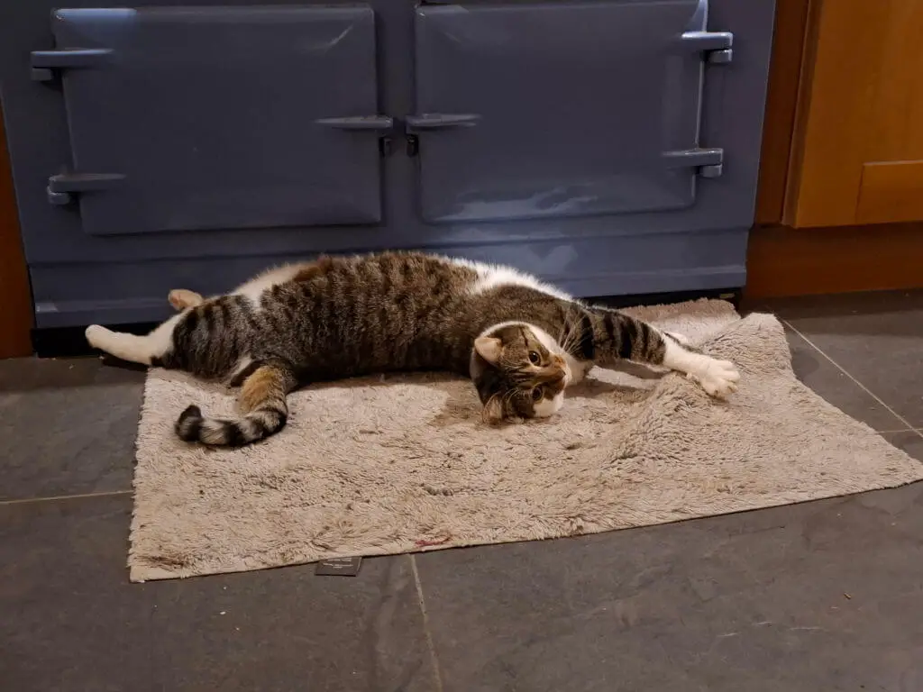 A tabby and white cat stretches out on a mat in front of a blue Aga oven