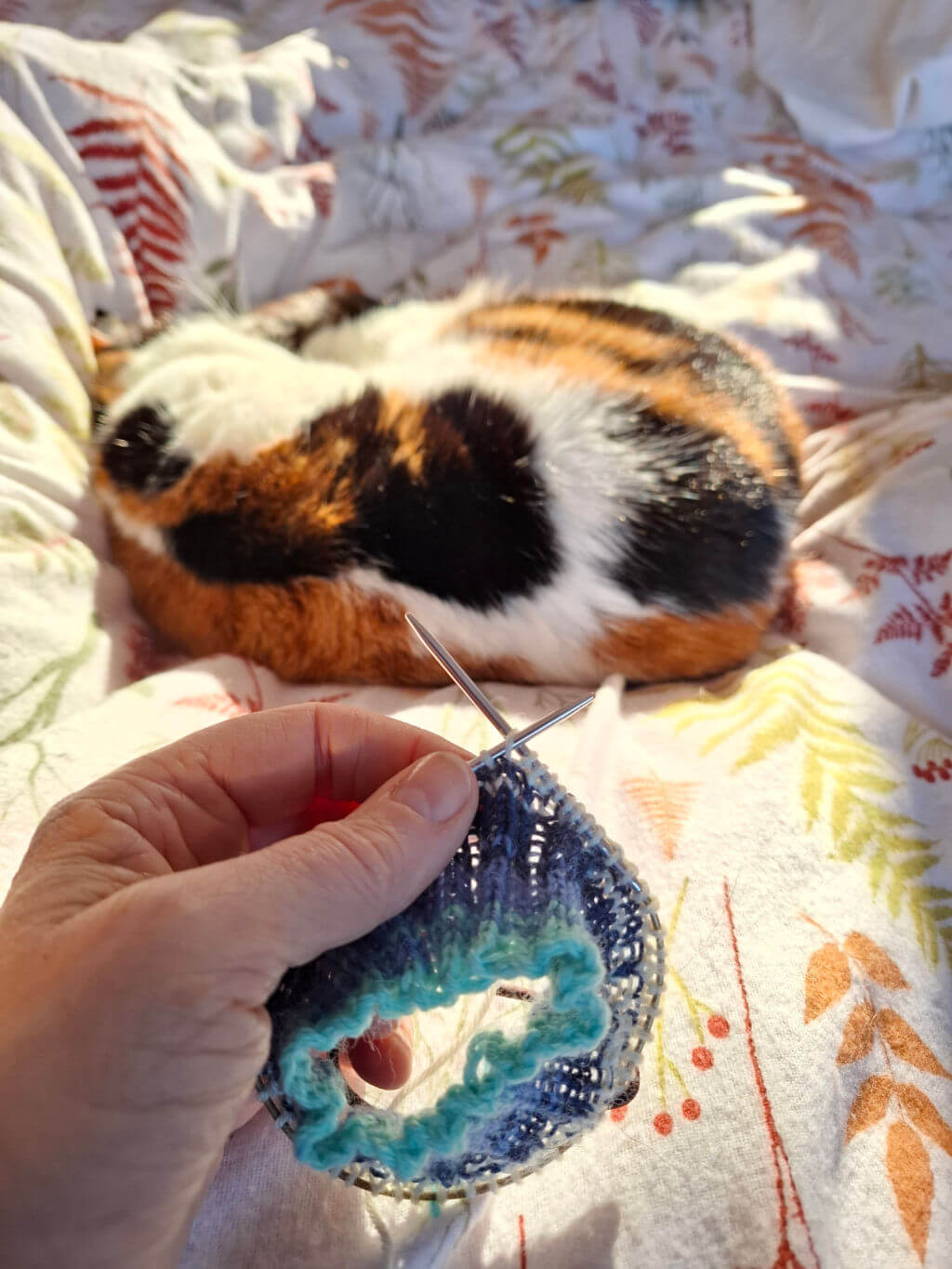 A brown, white and black cat is curled up on a bed. A partly-knitted sock in blue striped yarn is in the foreground