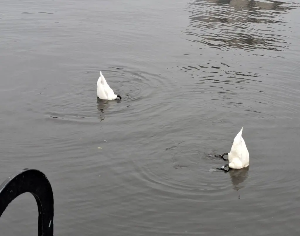 Swans diving in a canal