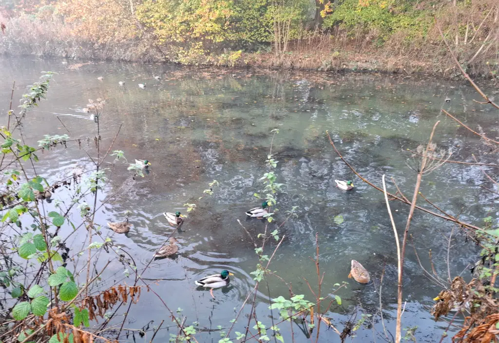 Ducks swimming in a canal