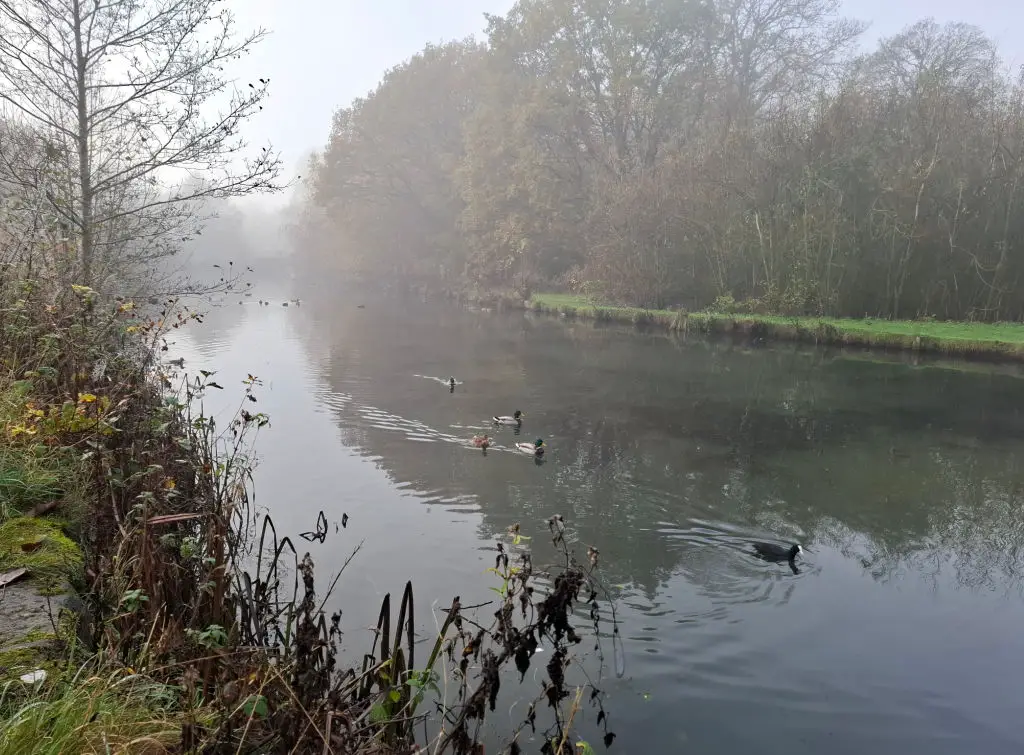 Ducks swimming in a canal on a misty morning