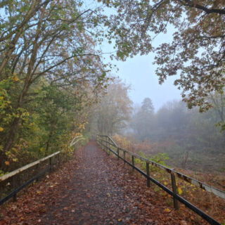 A woodland path covered in autumn leaves on a misty morning
