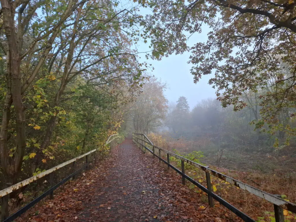 A woodland path covered in autumn leaves on a misty morning
