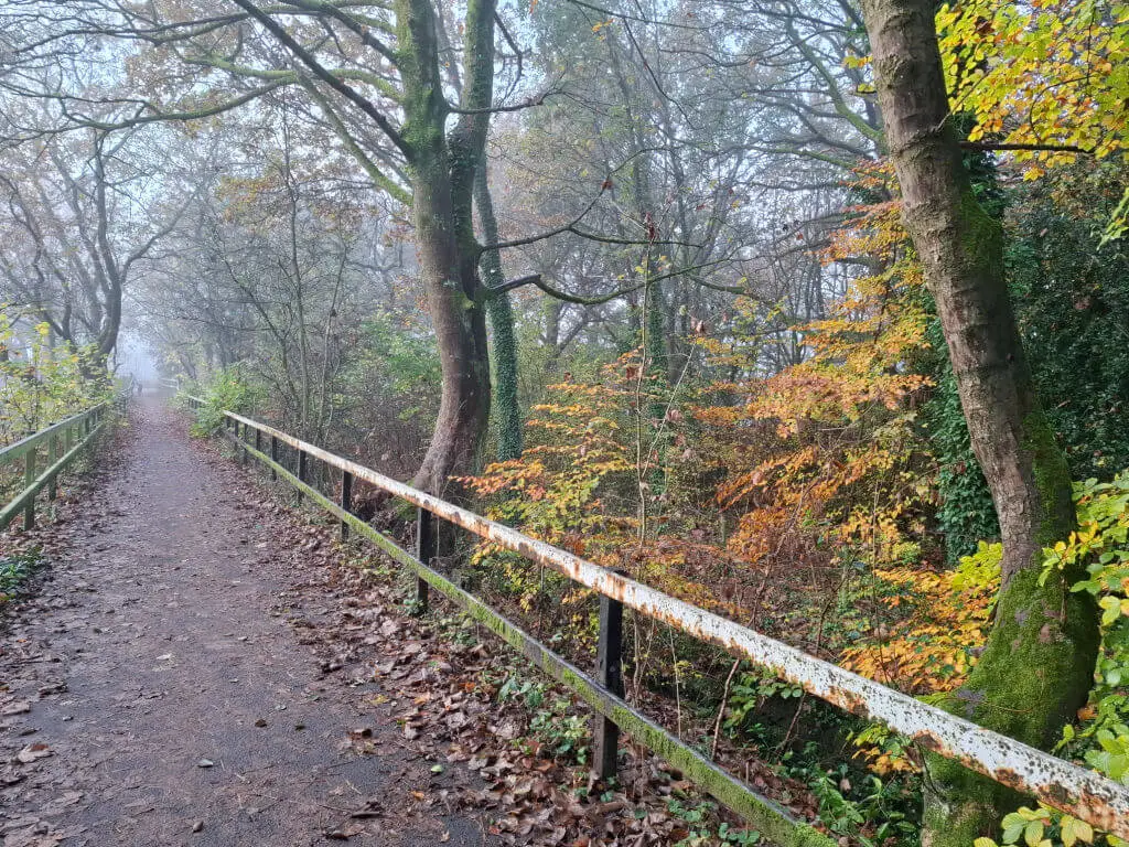 Autumn leaves on woodland trees