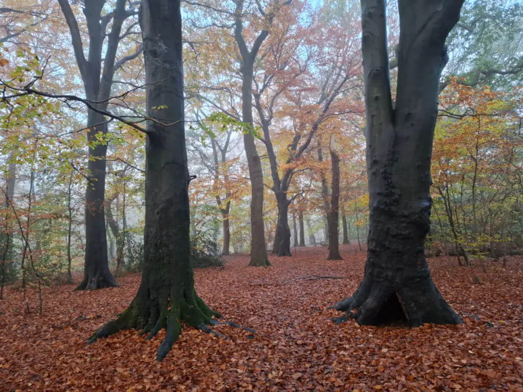 A woodland on a misty morning. The ground is covered in autumn leaves