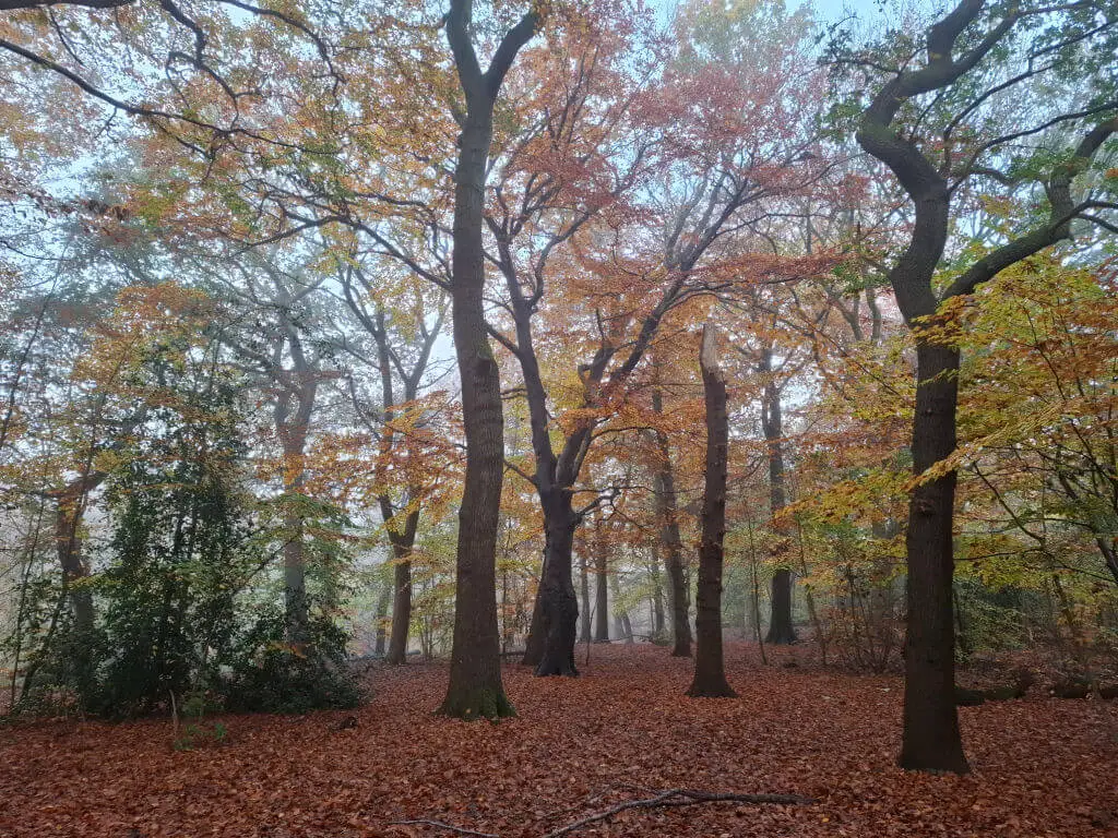 A woodland on a misty morning. The ground is covered in autumn leaves