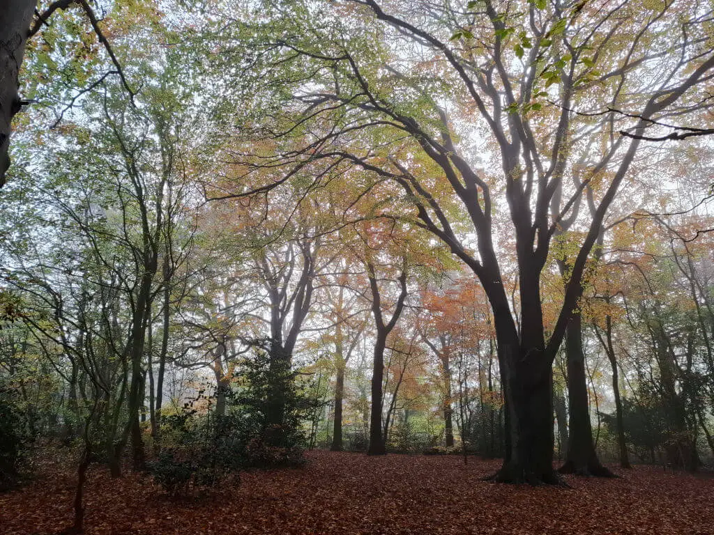 A woodland on a misty morning. The ground is covered in autumn leaves