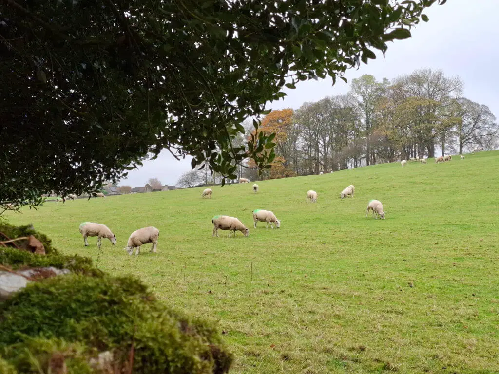 Sheep in a field behind a stone wall