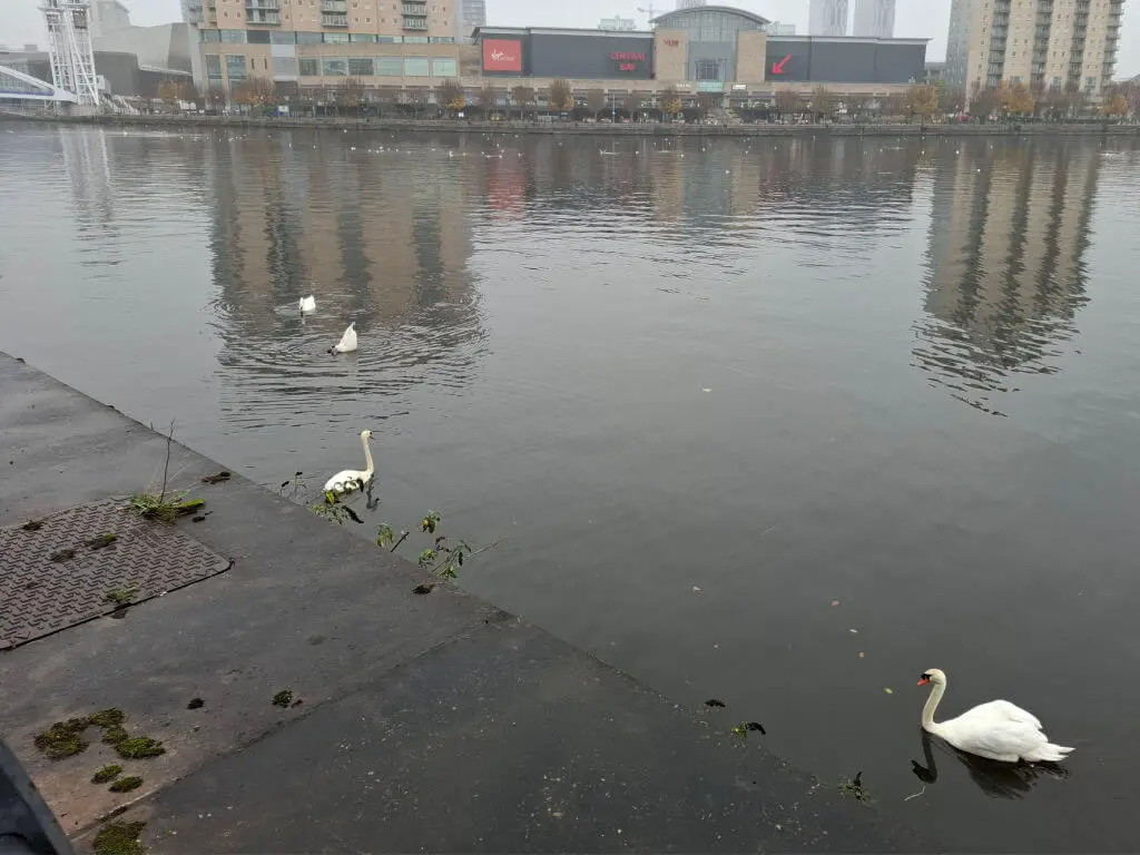 Swans on a canal