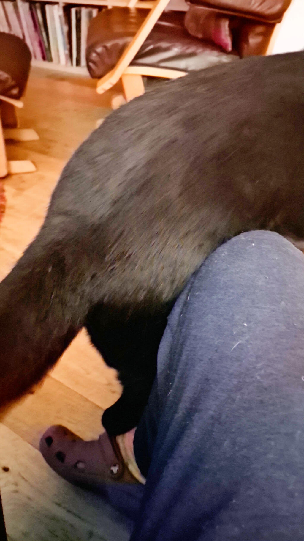 A black Labrador bottom as he avoids the camera