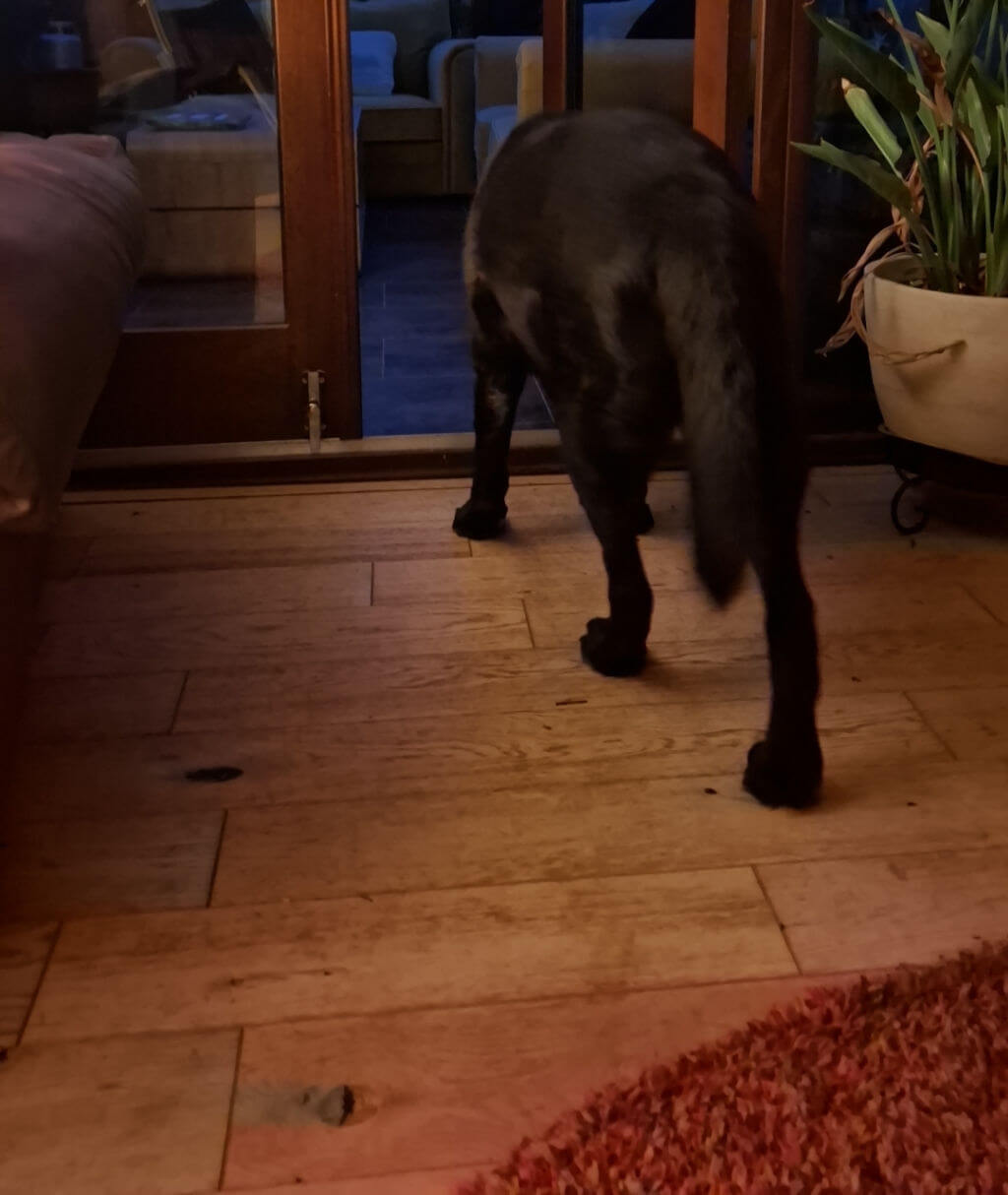 A black Labrador heads out of a wood-framed glass door to avoid the camera