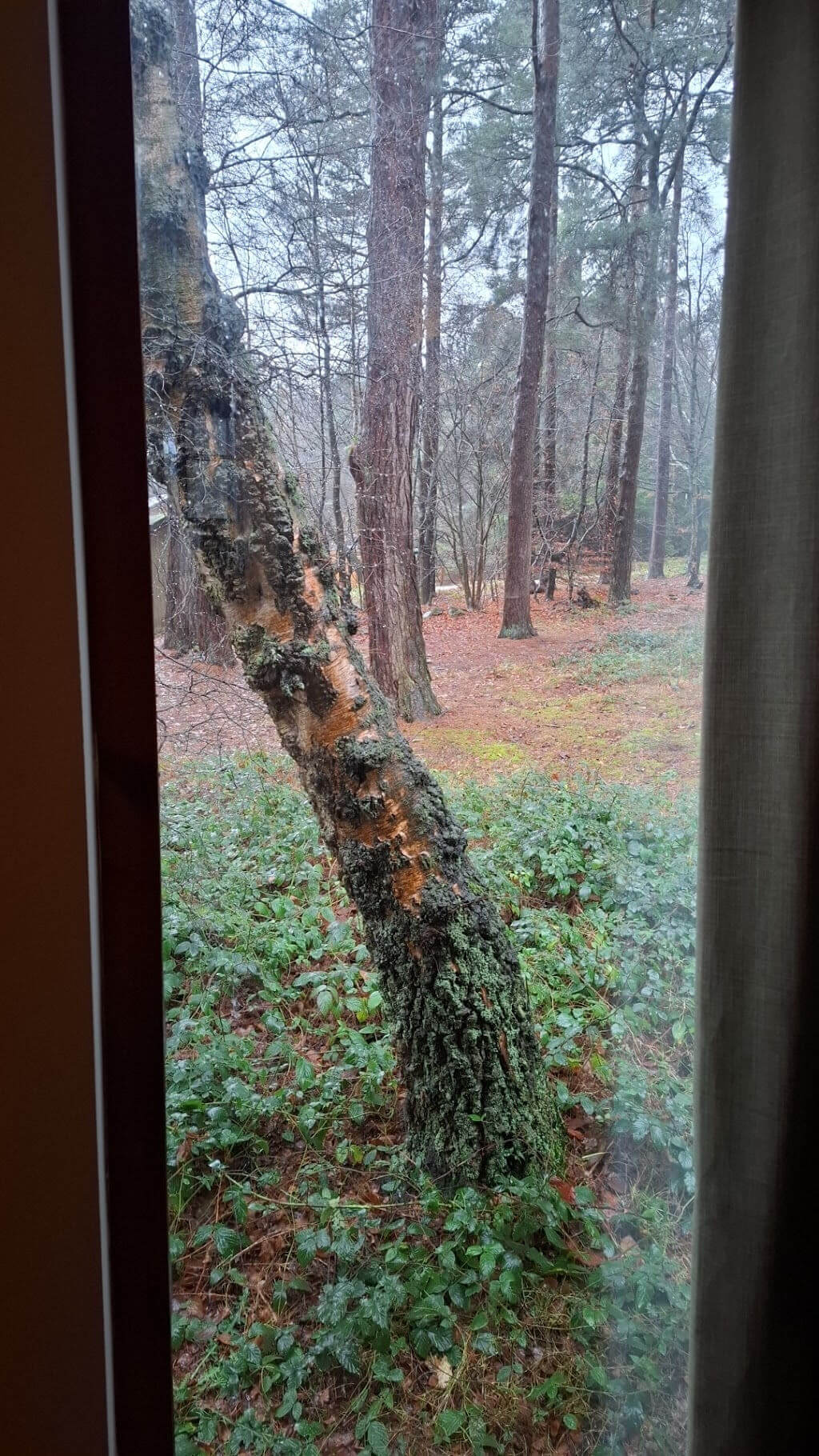 A view through a window looking outside into a forest