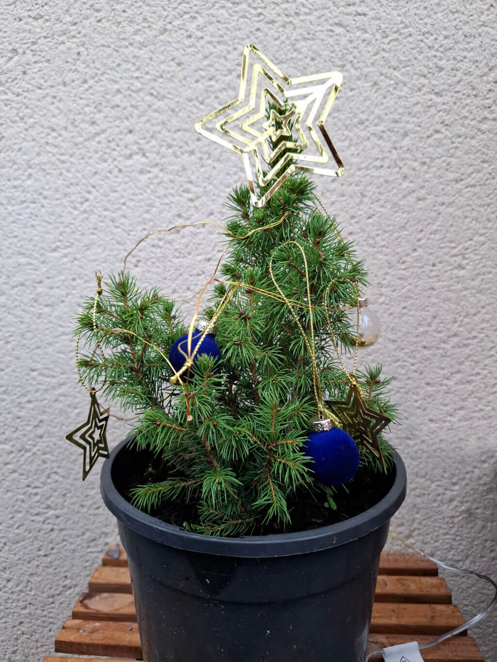 A tiny real Christmas tree in a pot, decorated with gold stars, lights and blue baubles