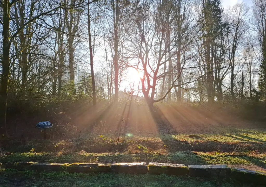 Sun shining through the trees in a woodland