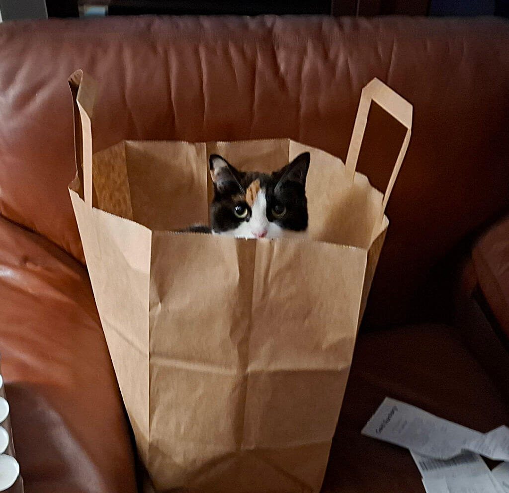 A brown, white and black cat sitting in a large brown paper bag on a brown leather armchair