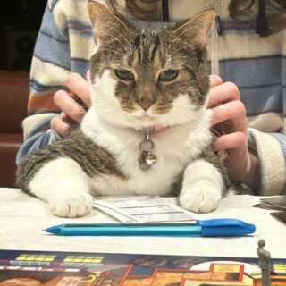 A tabby and white cat with her paws on a table looks rather menacingly at the camera