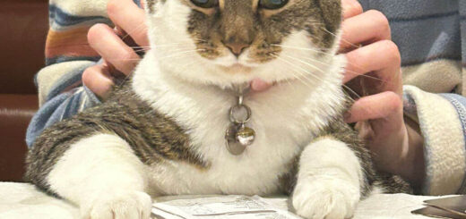 A tabby and white cat with her paws on a table looks rather menacingly at the camera