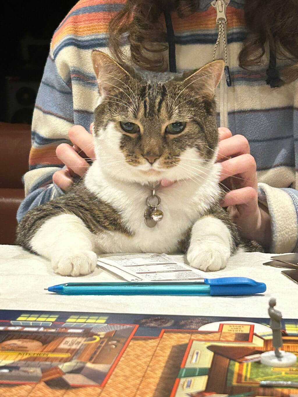 A tabby and white cat with her paws on a table looks rather menacingly at the camera