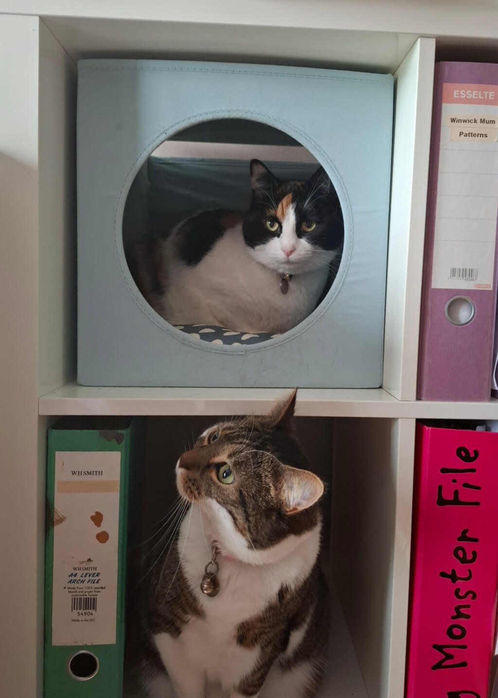 A tabby and white cat and a calico cat are sitting on square shelves of an IKEA storage unit. The calico cat is above the tabby cat and she is sitting in a cat bed with a round porthole access