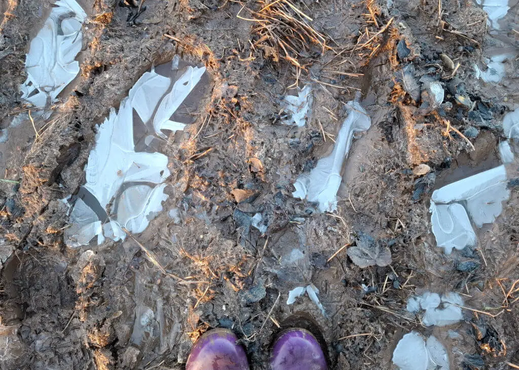 Frozen water-filled footprints in mud, with purple wellies for context