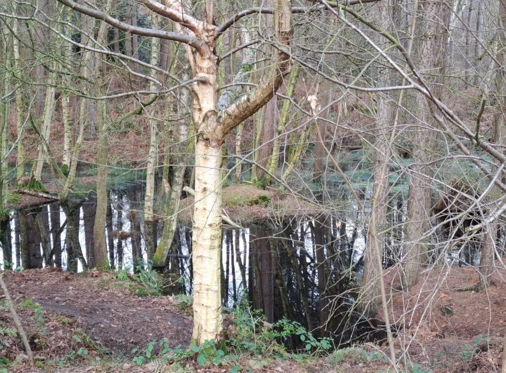 Bare winter trees reflected in a woodland pool