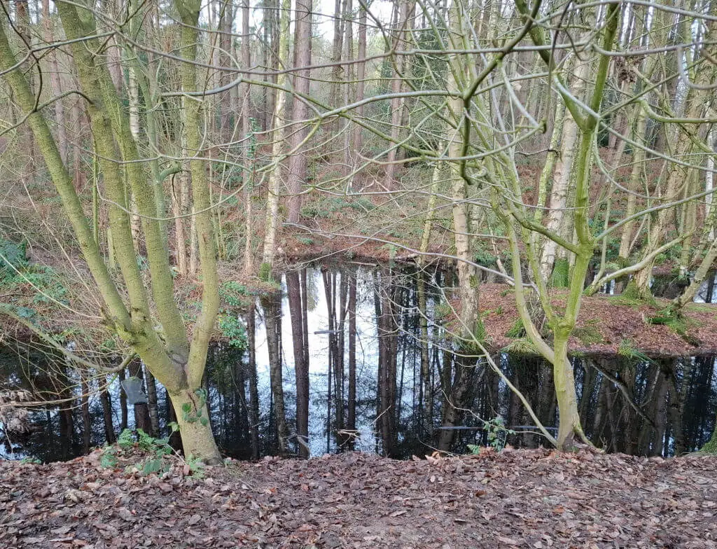 Bare winter trees reflected in a woodland pool