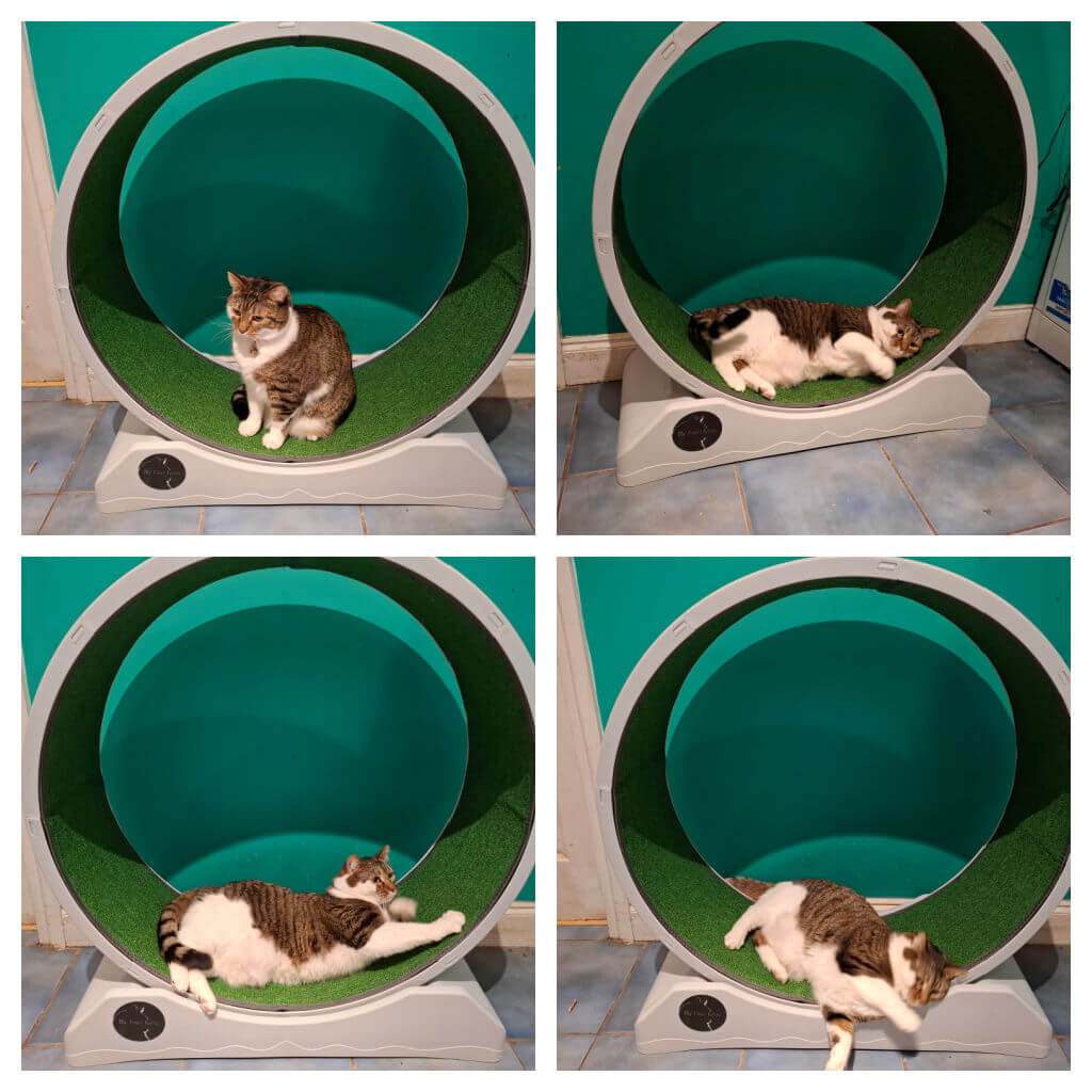 A tabby cat in four images interacts with a green exercise wheel. The cat sits, reclines, stretches, and playfully flops inside the wheel, showing curiosity and playfulness.