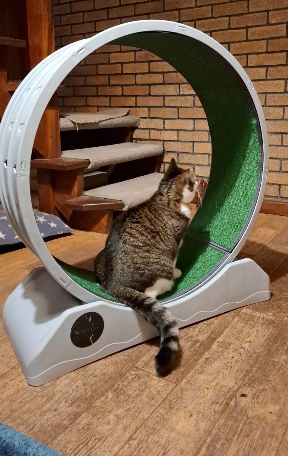 A tabby cat sits inside a large, white exercise wheel with green interior, positioned on a wooden floor. A brick wall and carpeted staircase are in the background.
