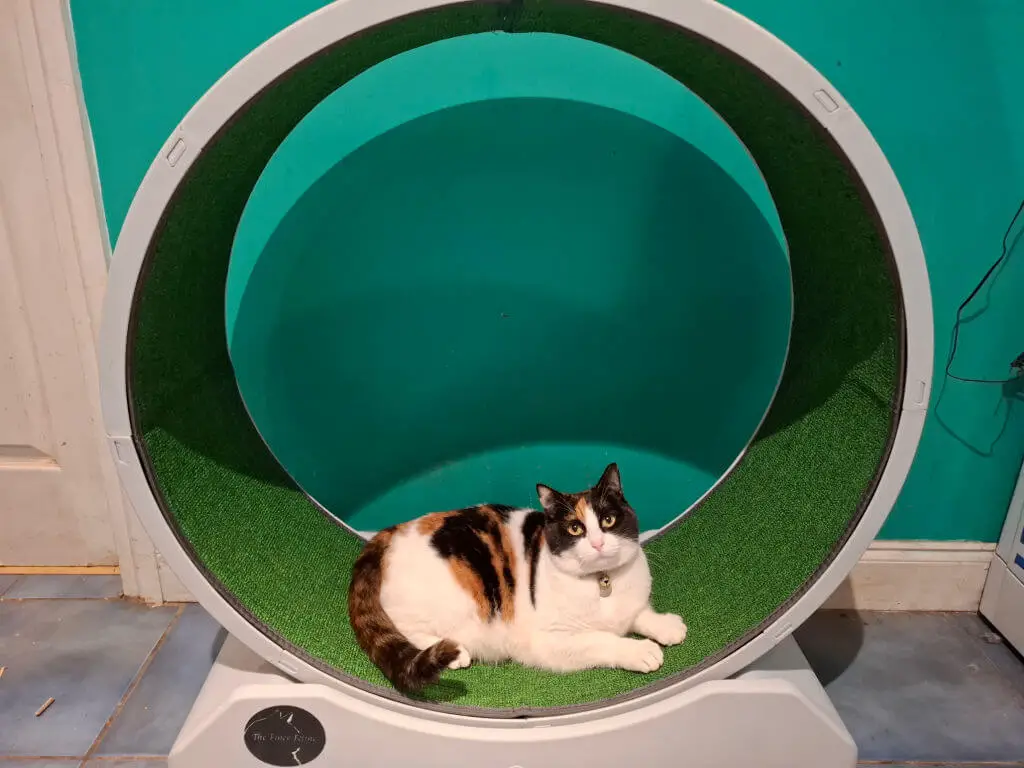 A calico cat is lying inside a large exercise wheel with a green interior. The background wall is teal, and the floor is tiled in blue. The atmosphere is relaxed.