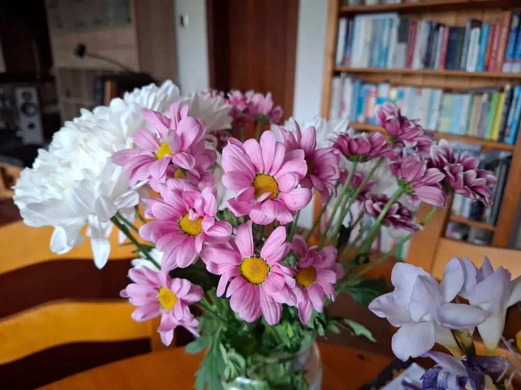 A bouquet of pink and white daisies in a vase on a wooden table, with a bookshelf filled with books in the blurred background, creating a cozy, homey feel.