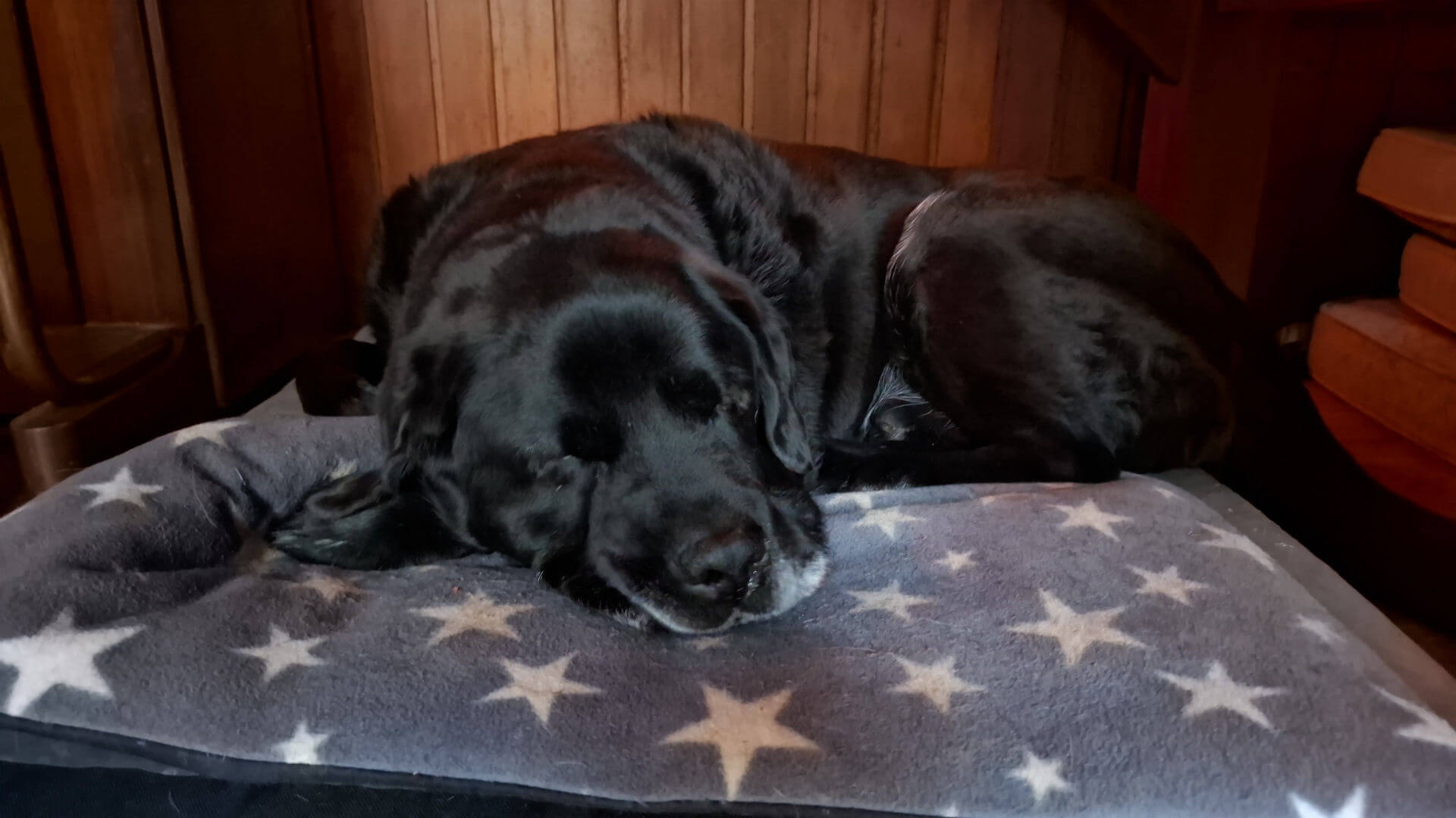 A black dog peacefully sleeps on a star-patterned blanket. The background features warm wooden panels, creating a cozy and serene atmosphere.