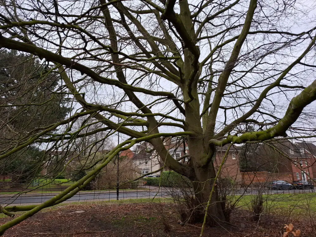 Large bare tree with sprawling branches and green moss in a suburban park. Background shows houses and a road under a cloudy, grey sky.