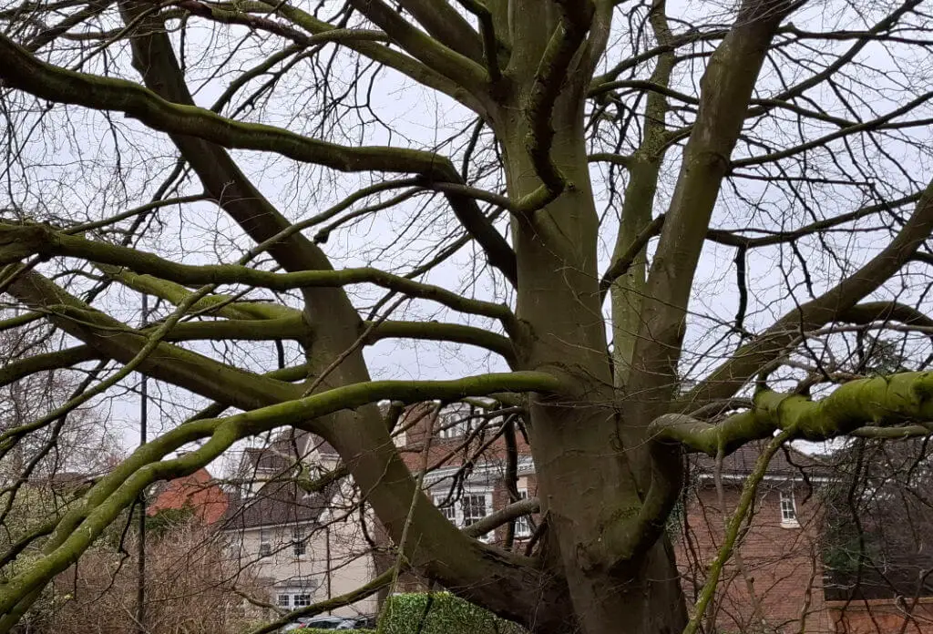 A tree with thick, moss-covered branches stands against a cloudy sky. In the background, there are brick buildings, suggesting an urban setting.