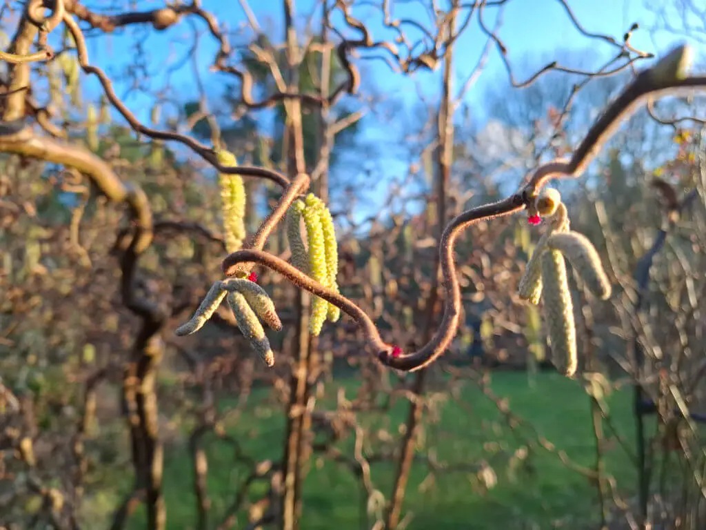 Twisting branches with yellow catkins hang in the foreground against a blurred background of green grass and blue sky, evoking a serene spring mood.