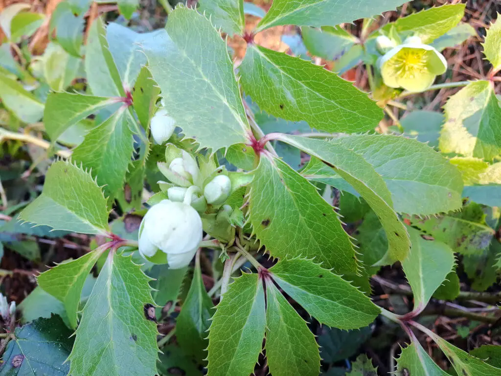 Close-up of a hellebore plant with bright green leaves and clusters of white buds, set against a natural, earthy background. The scene conveys freshness.