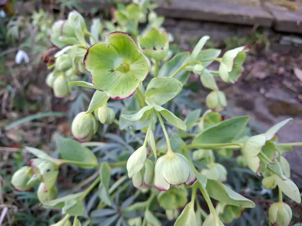 Close-up of a hellebore plant with light green flowers edged in purple. The background shows a rustic garden path with scattered leaves.