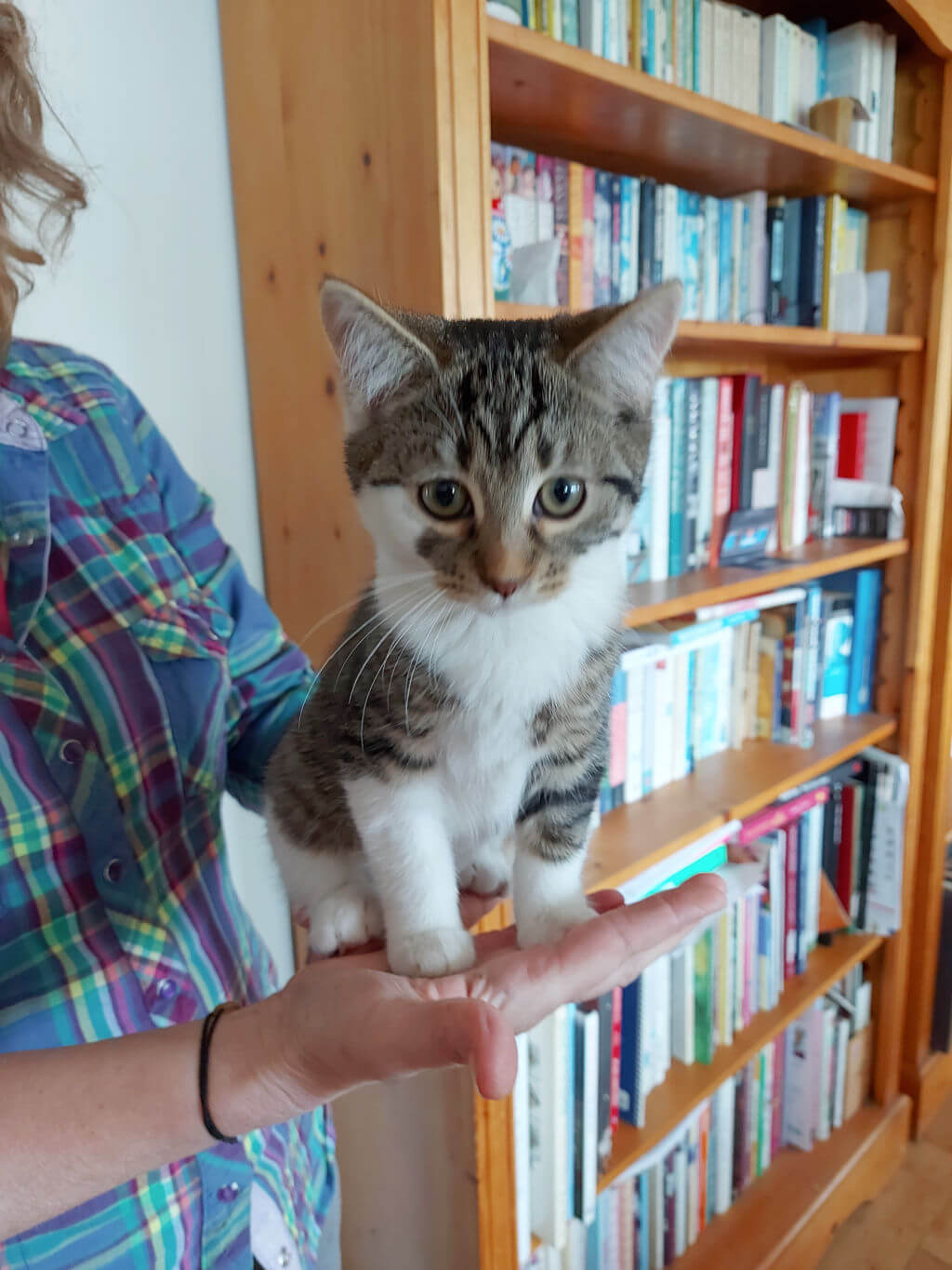 A small kitten with tabby markings is perched on a person's hand in front of a wooden bookshelf filled with colorful books, creating a cozy atmosphere.