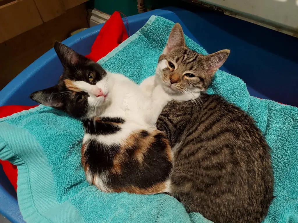 Two kittens cuddle on a blue towel in a cozy setting. One is calico, the other tabby. They convey a sense of warmth and companionship.
