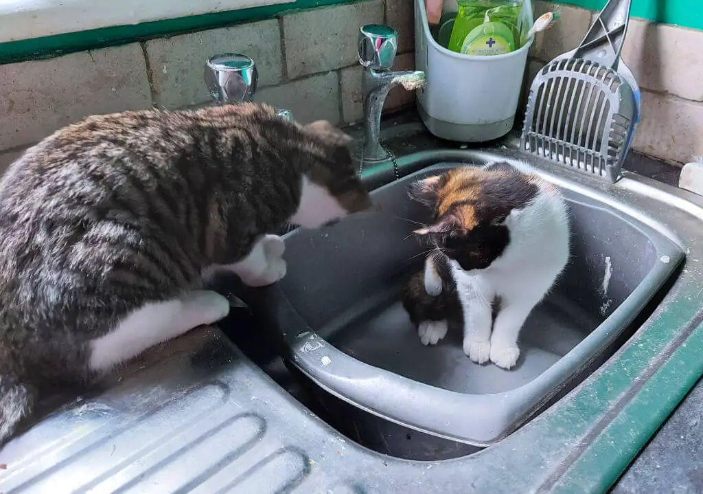 Two cats are in a kitchen sink; one tabby and white cat is on the edge looking down, while a calico cat sits inside, creating a curious scene.