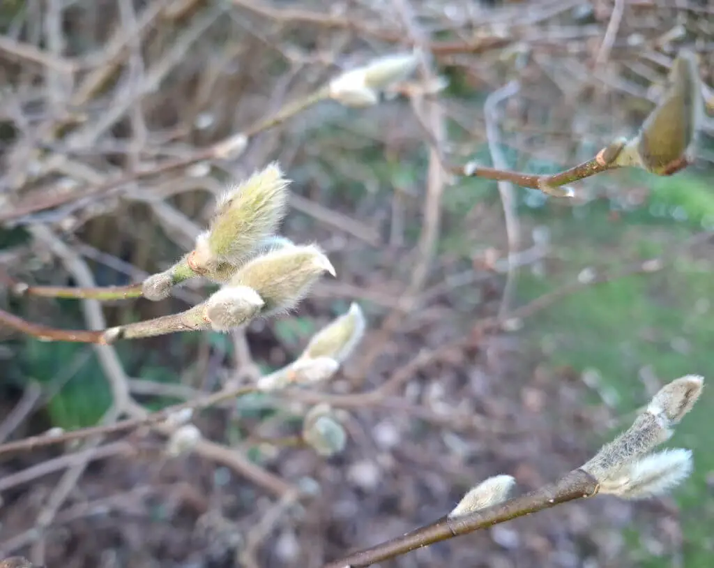 Close-up of fluffy buds on bare branches, indicating early spring. The background is a blurred mix of brown and green, conveying a peaceful, natural setting.