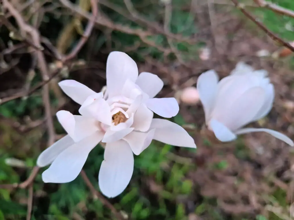 Close-up of two pale pink magnolia flowers on a branch, surrounded by blurred greenery. The scene conveys a soft, serene spring atmosphere.