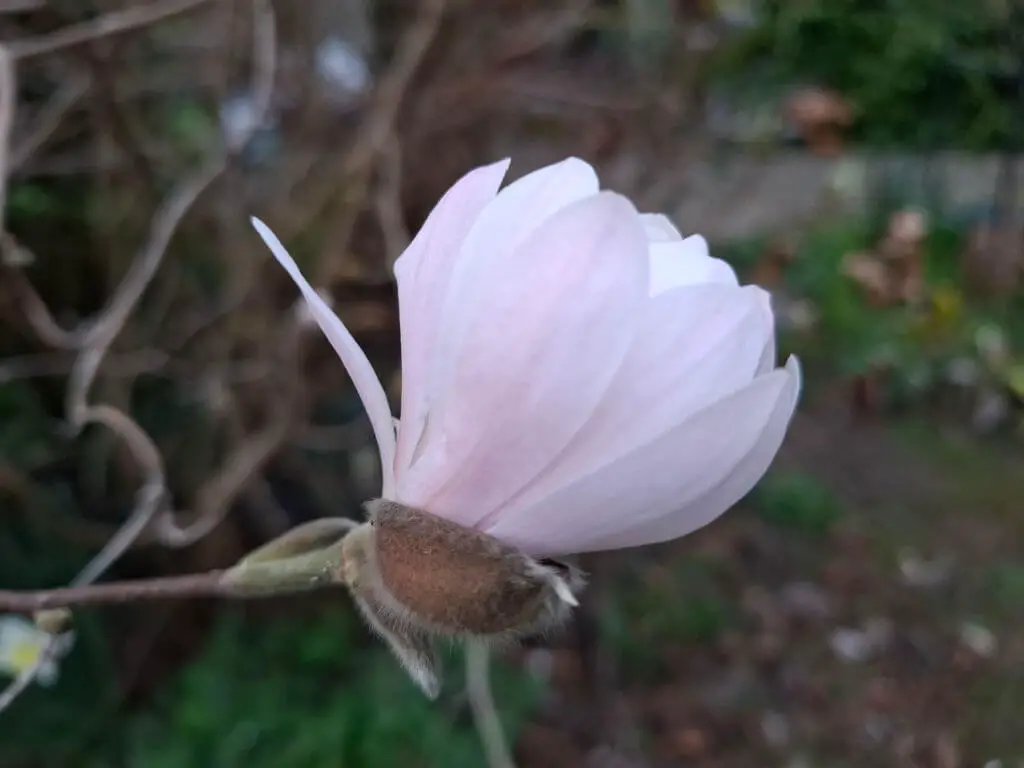 Close-up of a light pink magnolia flower in bloom against a blurred background of green and brown, conveying a sense of tranquility and natural beauty.