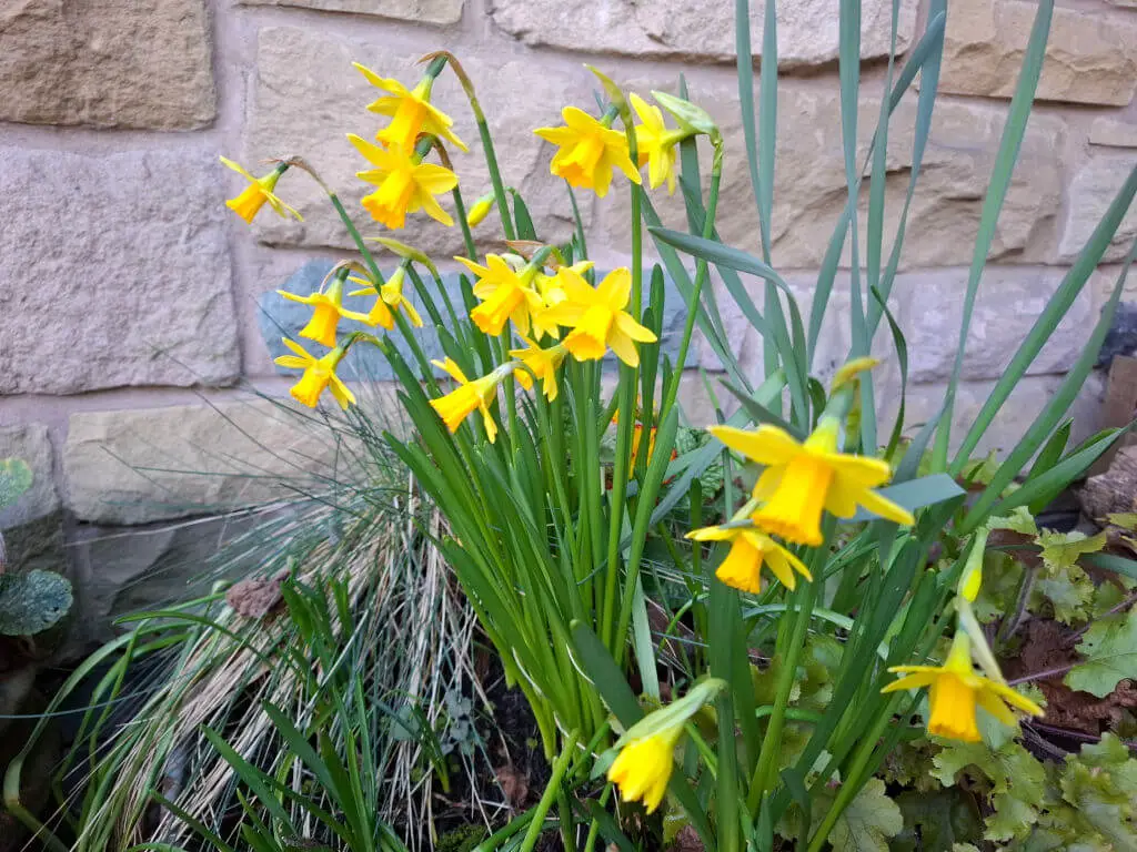 Bright yellow daffodils with green stems bloom vibrantly against a rough stone wall, conveying a sense of spring and renewal.