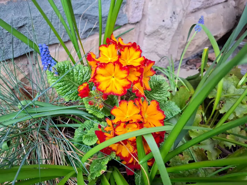 Bright orange and red primrose flowers bloom vibrantly amidst green foliage, with delicate blue grape hyacinths nearby against a stone wall.